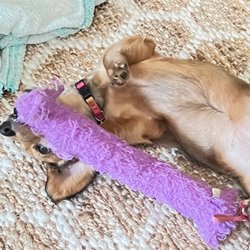 Chicago Urban Pets - Playtime!