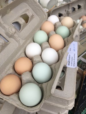 Temescal Farmer's Market by null