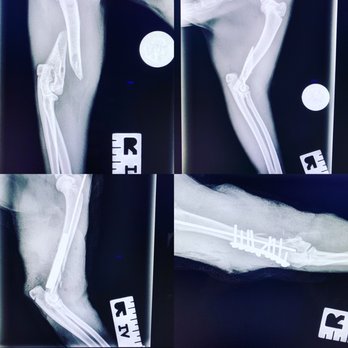 Fido's Surgeon - Veterinarians Near Me - Escondido, California