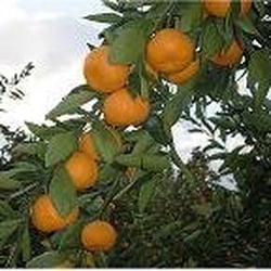 Tri-L Mandarin Ranch - Our Trees are Loaded with delicious Sweet Juicy  Mandarins