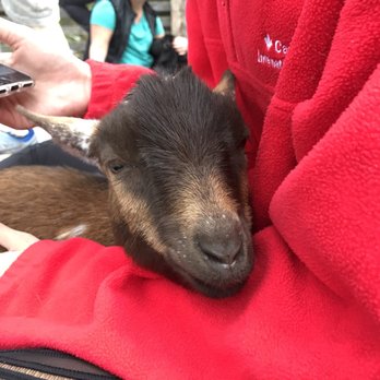 Hux Family Farm - This little guy snuggled in my lap for the majority of class. SO CUTE. - Yoga Near Me - Durham, North Carolina Hux Family Farm - This little guy snuggled in my lap for the majority of class. SO CUTE. - Yoga Near Me - Durham, North Carolina