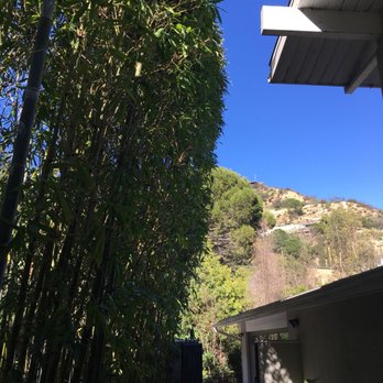 Solano's Tree Service & Landscaping - a tall bamboo tree in the foreground - Landscaping Near Me Solano's Tree Service & Landscaping - a tall bamboo tree in the foreground - Landscaping Near Me