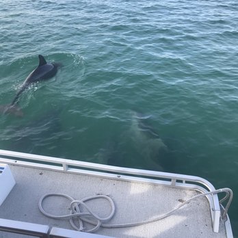 Dolphin Watch Boat Tours - they played under and around the boat! - Boat Charters Near Me - Fort Pierce, Florida