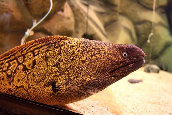 Sevilla Aquarium by null