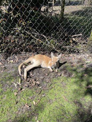 Caversham Wildlife Park by null
