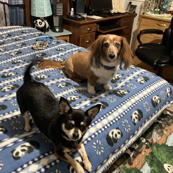 Furry Land Reno - Pet Groomers Near Me Furry Land Reno - Pet Groomers Near Me