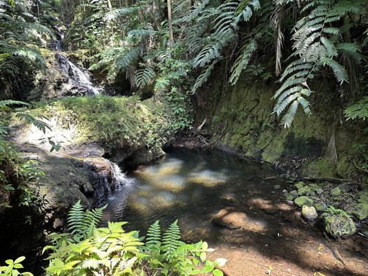 Hawai‘i Tropical Botanical Garden by null