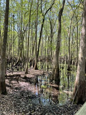 Manatee Springs by null