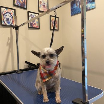 Back to Basics Pet Care - Miss Ally - Pet Groomers Near Me - Stockton, California Back to Basics Pet Care - Miss Ally - Pet Groomers Near Me - Stockton, California