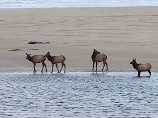 The Waves Cannon Beach by null