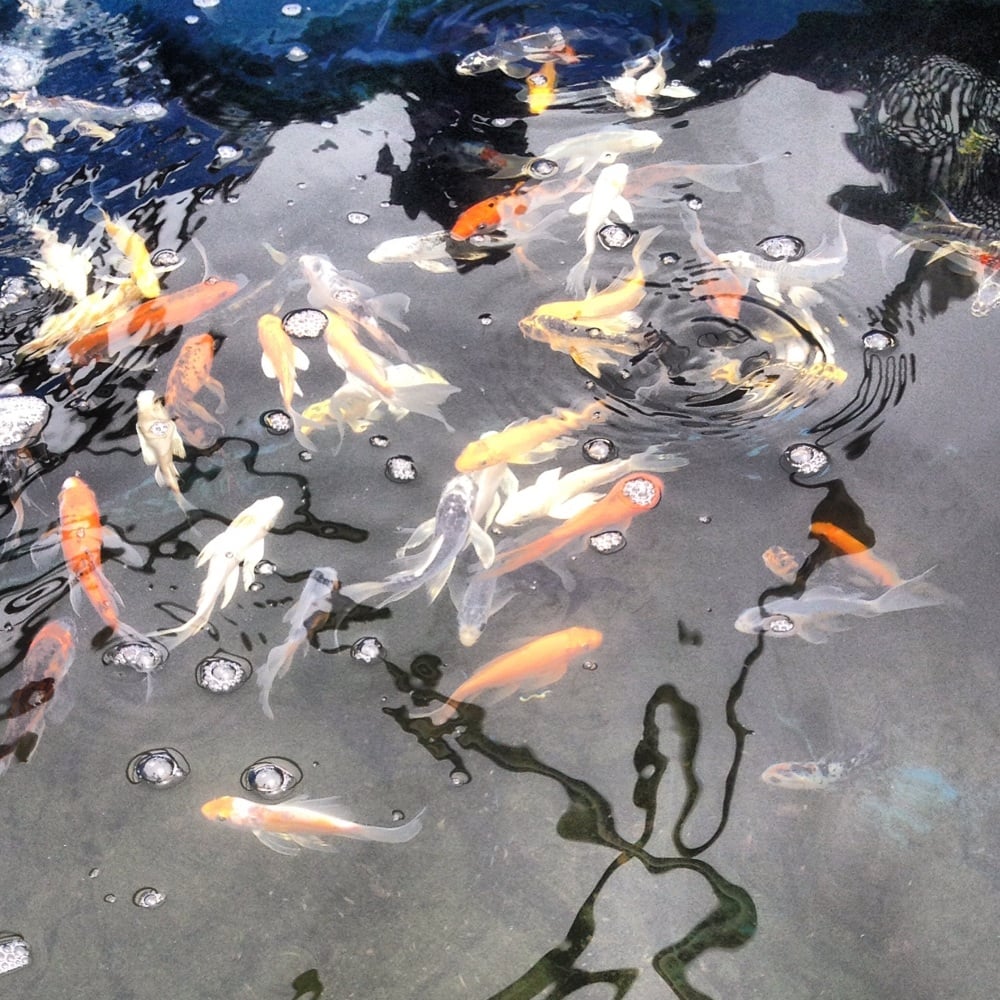 GRASSLAND AQUATICS 2164 Hillsboro Rd, Franklin, Tennessee Nurseries