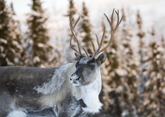 Pleasant Acres Reindeer Ranch by null