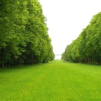 SRI Landscape Design - a row of trees in a park - Masonry/Concrete Near Me - West Babylon, New York