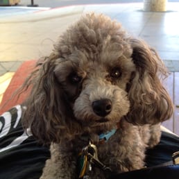 My sweet little toy poodle adopted from Toy Breed Rescue My sweet little toy poodle adopted from Toy Breed Rescue