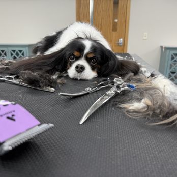 Furs A Flyin' - Pet Groomers Near Me - Mankato, Minnesota Furs A Flyin' - Pet Groomers Near Me - Mankato, Minnesota