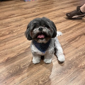Pet Haven Grooming - Pet Groomers Near Me - Burbank, California Pet Haven Grooming - Pet Groomers Near Me - Burbank, California