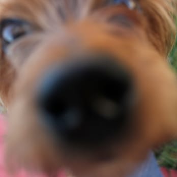 JB Pet Care - We get personal. - Pet Sitting Near Me JB Pet Care - We get personal. - Pet Sitting Near Me