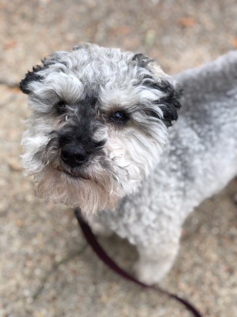Houston Bark and Call - pet boarding facility in Houston, TX