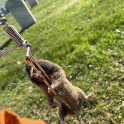 Hectors Gopher Control