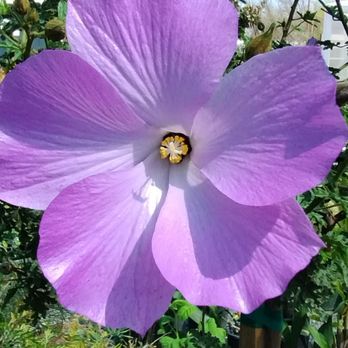 El Rancho Nursery - Nurseries & Gardening Near Me - Vacaville, California