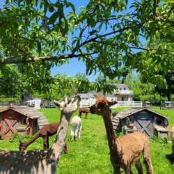 Roaring Acres Alpacas