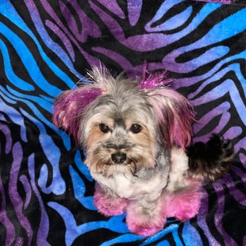 Dawn's Pet Palace - Pink Chanell - Pet Groomers Near Me - Carmichael, California