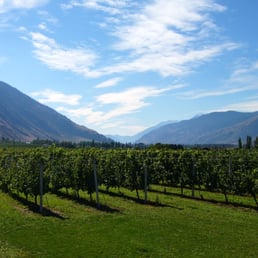 a view of a vineyard with mountains in the background