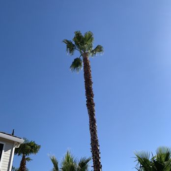 Chavez Tree Service - After - Tree Services Near Me - Tracy, California Chavez Tree Service - After - Tree Services Near Me - Tracy, California