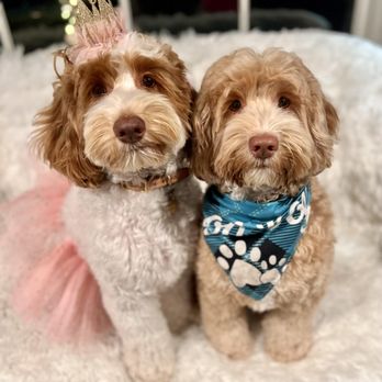 Paws And Claws Mobile Grooming - This is a few days after Ripley and Maverick's most recent groom. We love Paws and Claws! - Pet Groomers Near Me Paws And Claws Mobile Grooming - This is a few days after Ripley and Maverick's most recent groom. We love Paws and Claws! - Pet Groomers Near Me