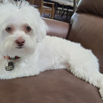 Twin Tails Cageless Grooming - Pet Groomers Near Me - Glendale, Arizona Twin Tails Cageless Grooming - Pet Groomers Near Me - Glendale, Arizona