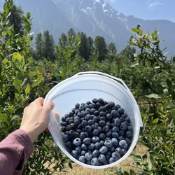 North Arm Farm - Half bucket of freshly picked blueberries ~$7