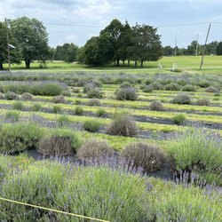 Hidden Spring Lavender & Alpacas