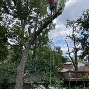 Bills Tree Care Service Plus - Always safety first when cutting down trees. - Tree Services Near Me - Cincinnati, Ohio