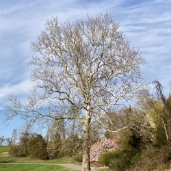 Chase Farm - Ancient tree