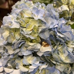 Gardenia's Flower Shop