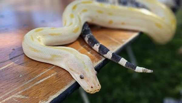 Santa Clara University by null