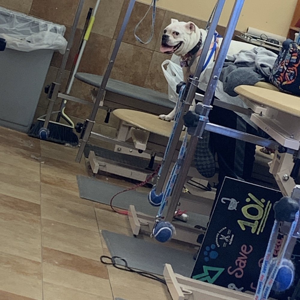 PetSmart - Pet Training Near Me - Largo, Florida PetSmart - Pet Training Near Me - Largo, Florida