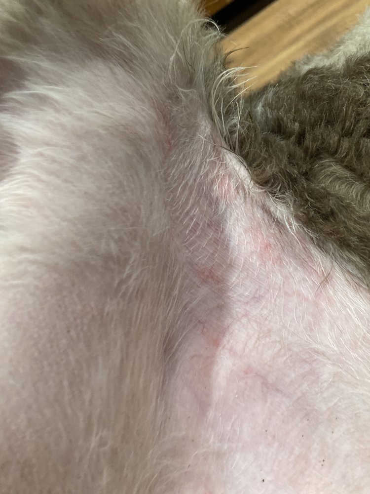 TOP NOTCH PET GROOMING Updated October 2024 21 Reviews 620 Lincoln Way, Auburn, California