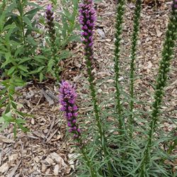 Nature By Design - Blazing star