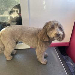 Ana's Pets Mobile Salon