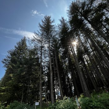 Goldbelt Tram - Forest - Tours Near Me - Juneau, Alaska Goldbelt Tram - Forest - Tours Near Me - Juneau, Alaska