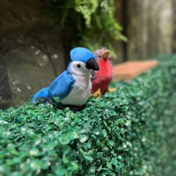 No Esc Puzzle Collective - Sherwood Forest Room 1. A box hedge with a couple of birds sitting on it.