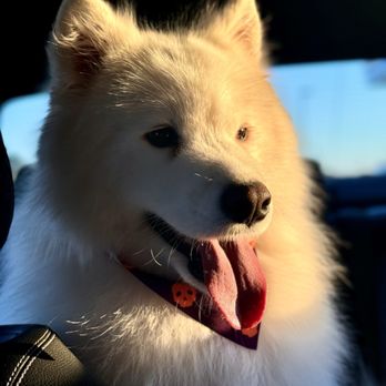 Colonies Pet Grooming - Pet Groomers Near Me - Upland, California Colonies Pet Grooming - Pet Groomers Near Me - Upland, California