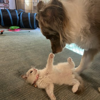 Ragdollkitty Ragdolls - Dog and kitten - Pet Breeders Near Me - Carlsbad, California