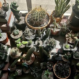 Cacti selection Cacti selection