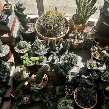 Public Land Store - Cacti selection - Nurseries & Gardening Near Me - Sacramento, California Public Land Store - Cacti selection - Nurseries & Gardening Near Me - Sacramento, California