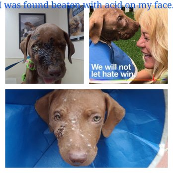 Veterinary Integrative Center - Veterinarians Near Me - Redlands, California Veterinary Integrative Center - Veterinarians Near Me - Redlands, California