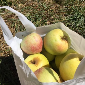 Hollin Farms - 2 bag full of apples! This one of the yellow apples and the other bag with the reds. - Fruits & Veggies Near Me - Delaplane, Virginia