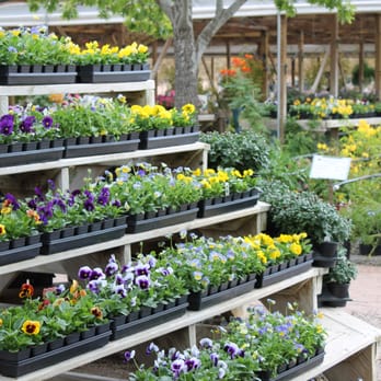 Backbone Valley Nursery - a variety of flowers on display - Nurseries & Gardening Near Me - Marble Falls, Texas Backbone Valley Nursery - a variety of flowers on display - Nurseries & Gardening Near Me - Marble Falls, Texas