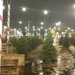 Sonshine Christmas Trees